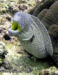 A Starry Moray, also known as a Yellow Mouth Moray (Gymno... by Jonny Simpson-Lee 